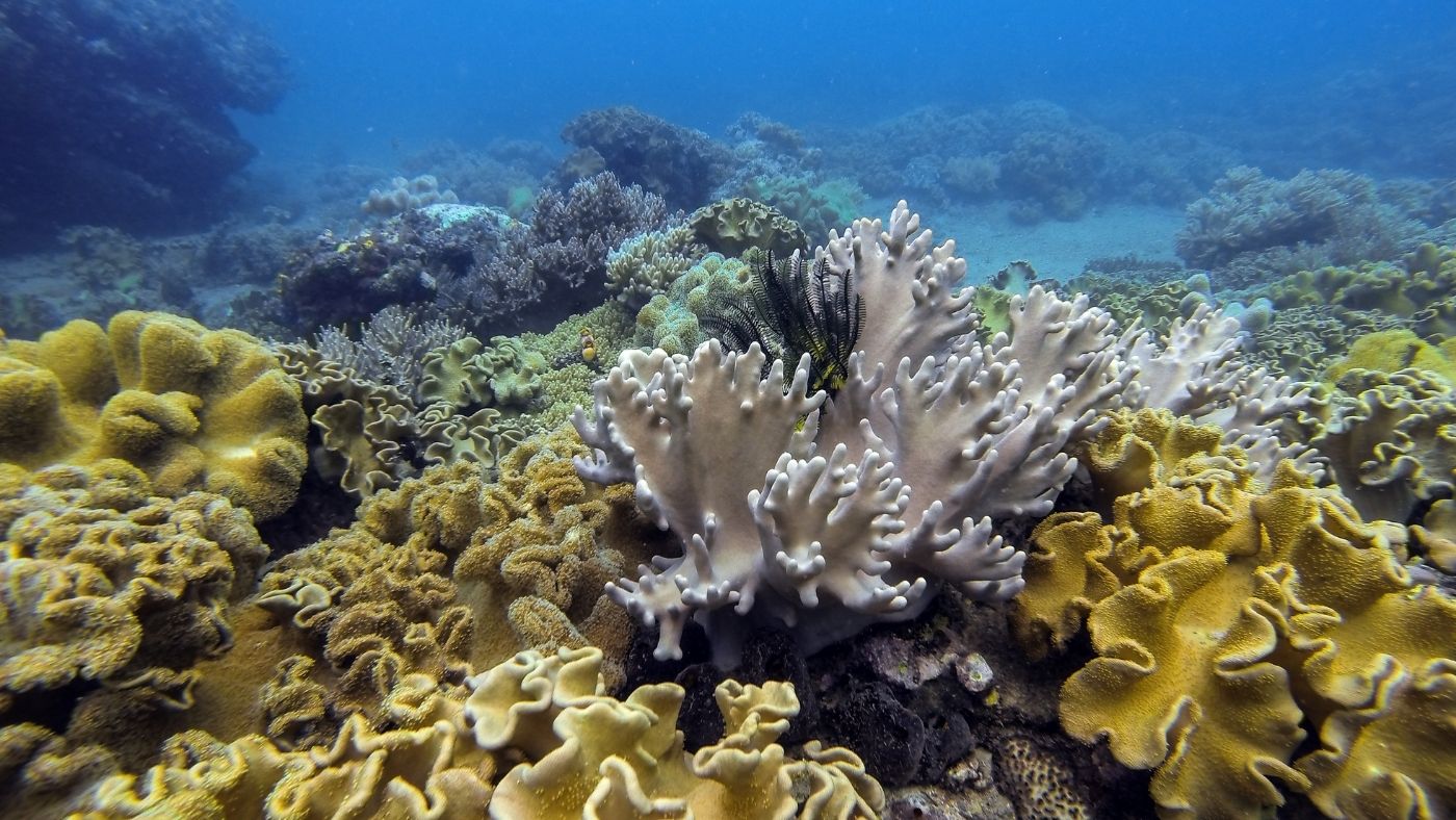 Egy magyar dizájner mesterséges korallzátonya mentheti meg az óceánok ökoszisztémáját