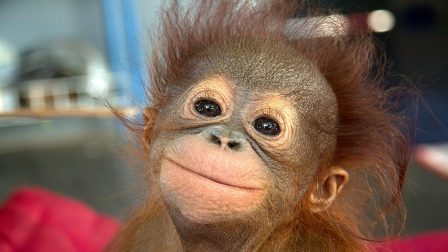 orangutan bébi