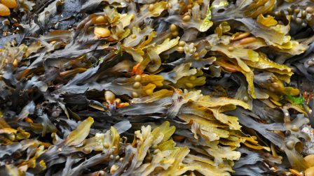 A tengeri alga nem csak sushi lapként használható