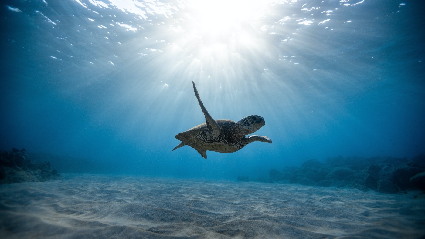 Evolúciós csapda készteti a fiatal tengeri teknősöket a műanyag lenyelésére