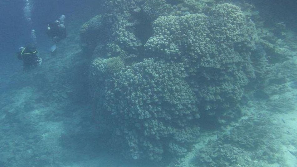 1400×788-korall-szaudarabia