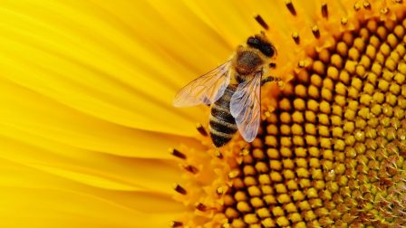 Méhek nélkül nehéz lenne az élet