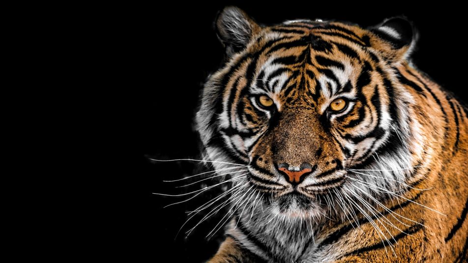 Az orvvadászat ellenére nő a szibériai tigrisek száma