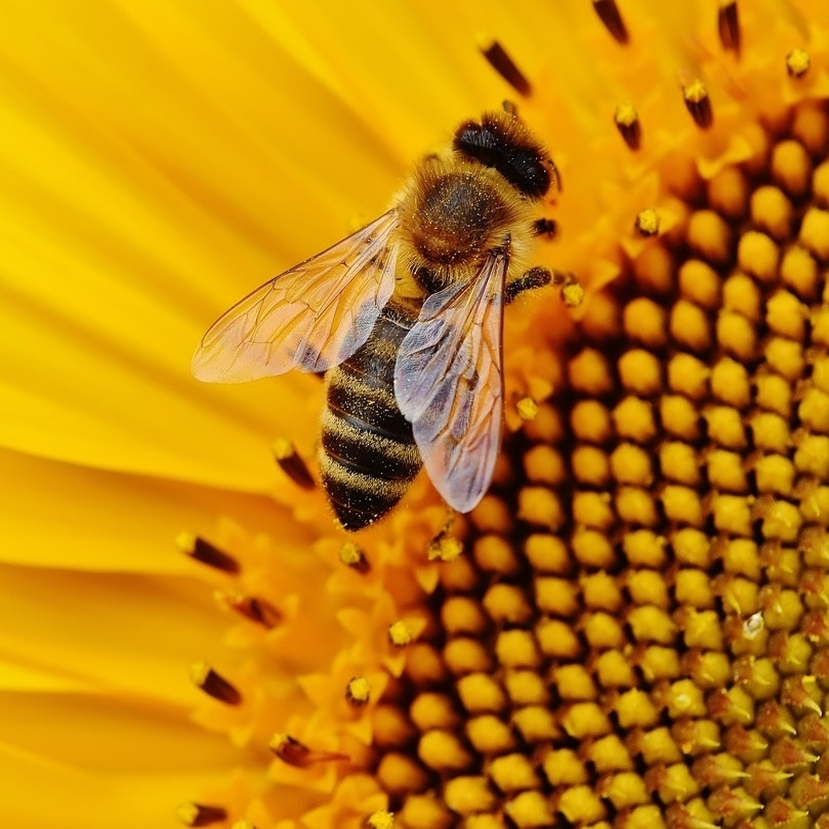 Méhek nélkül nehéz lenne az élet