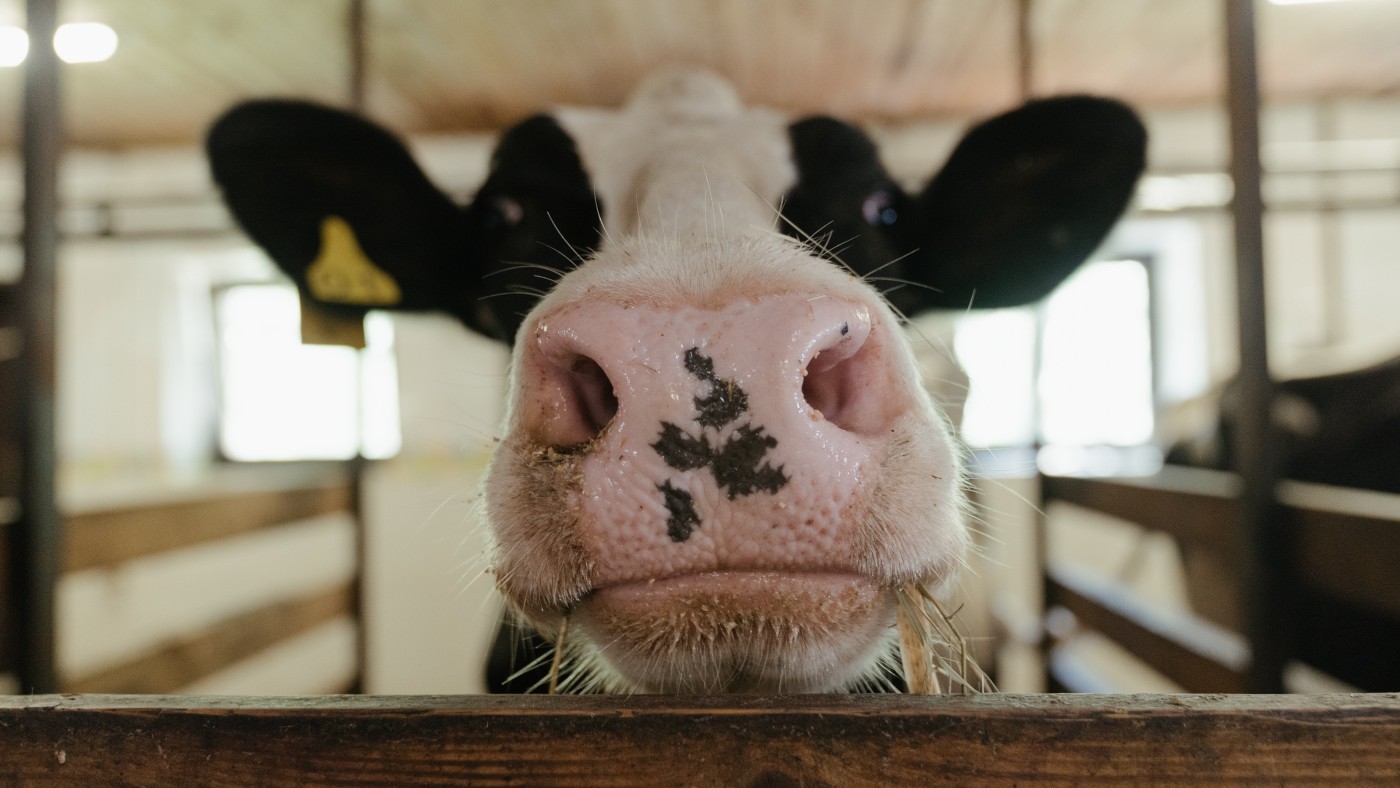Az élelmiszertermelésből származó összes üvegházhatású gáz közel 60%-át a hús okozza