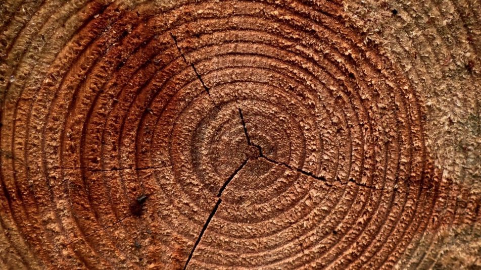 Miről mesélnek a fák évgyűrűi?