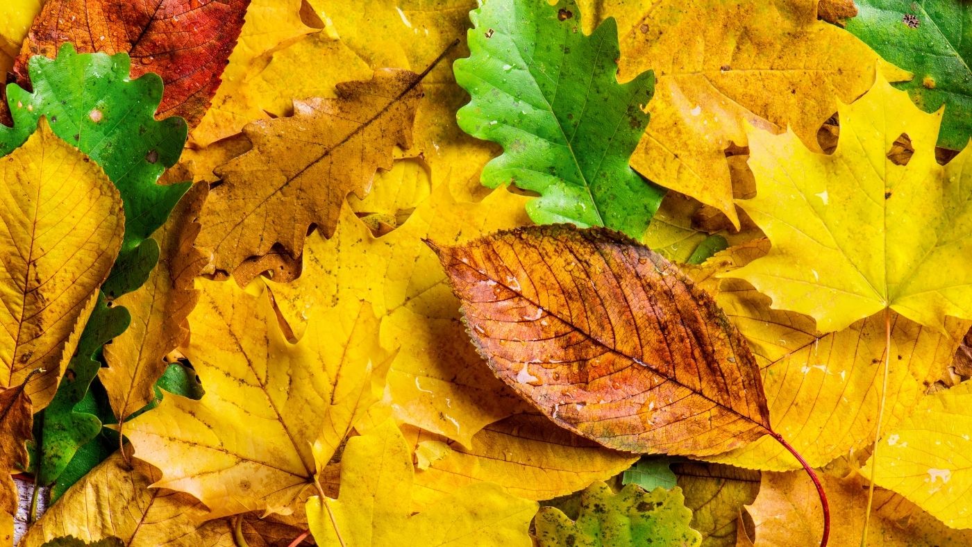 A felmelegedés eltüntetheti az ősz megszokott színeit