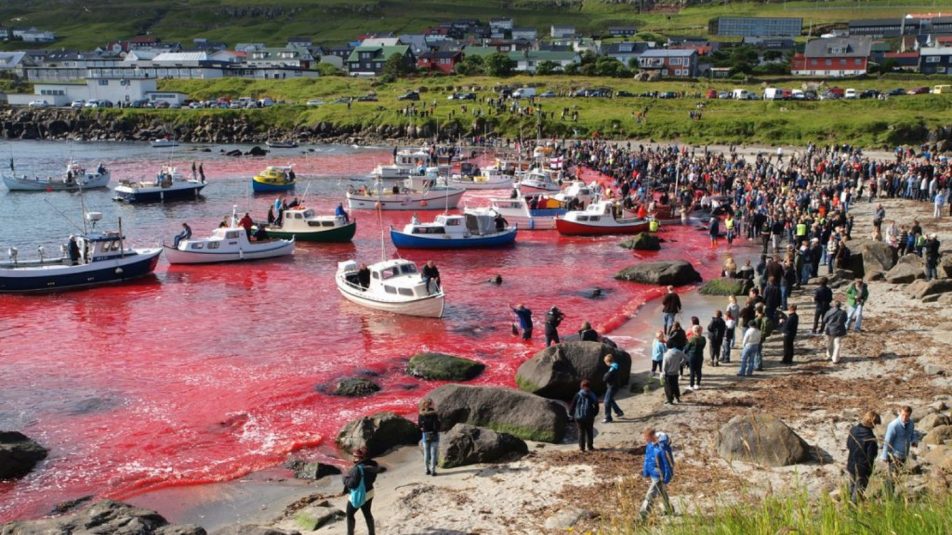 1000 éves véres hagyomány miatt ölik a delfineket a Feröer-szigeteken