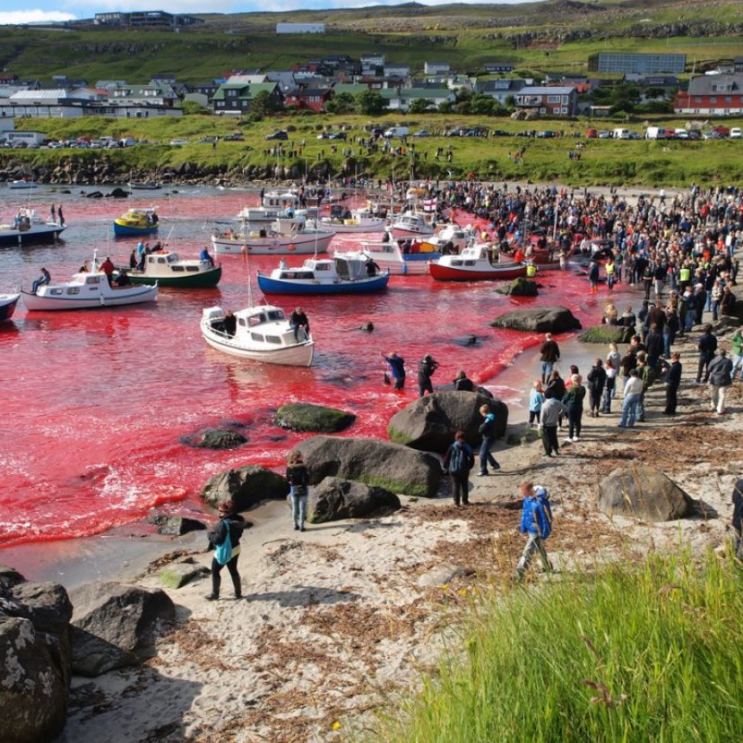 1000 éves véres hagyomány miatt ölik a delfineket a Feröer-szigeteken