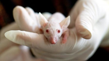 Az Európai Parlament történelmi jelentőségű állásfoglalást fogadott el az állatkísérletek megszüntetéséről