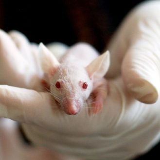 feher labor egeret tart egy gumikesztyus kez