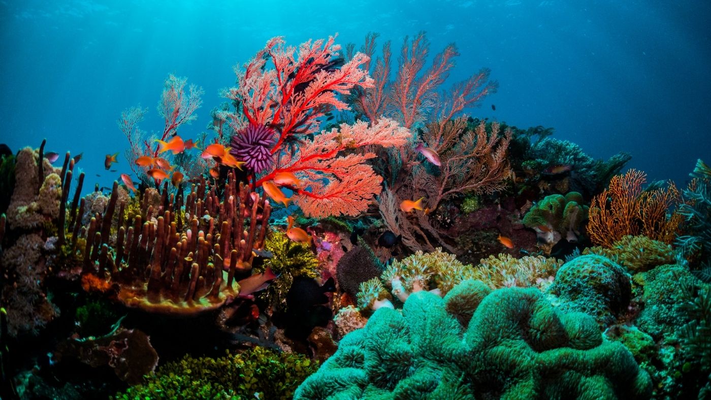 Mi is az a korall, és mi lesz a sorsuk?