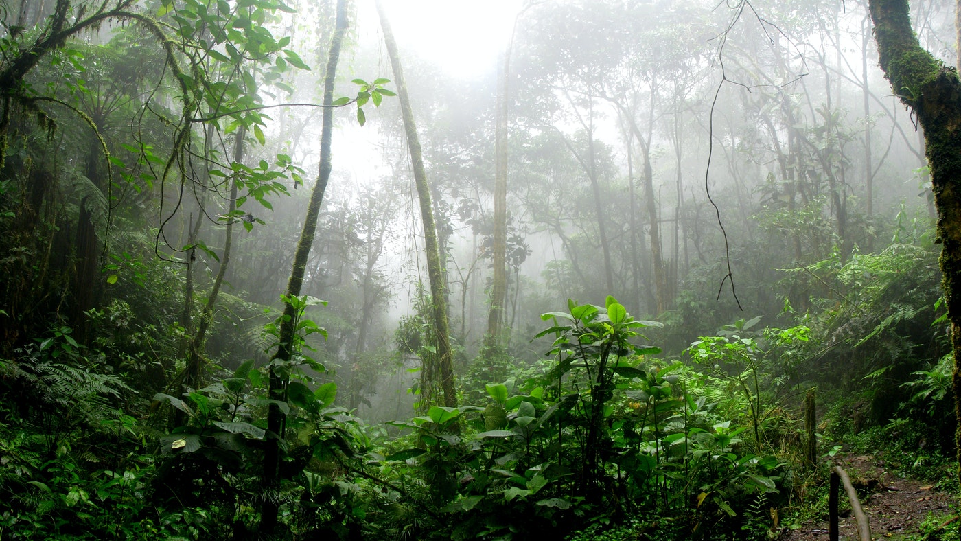 Fellélegezhet az amazonasi esőerdő Brazíliában