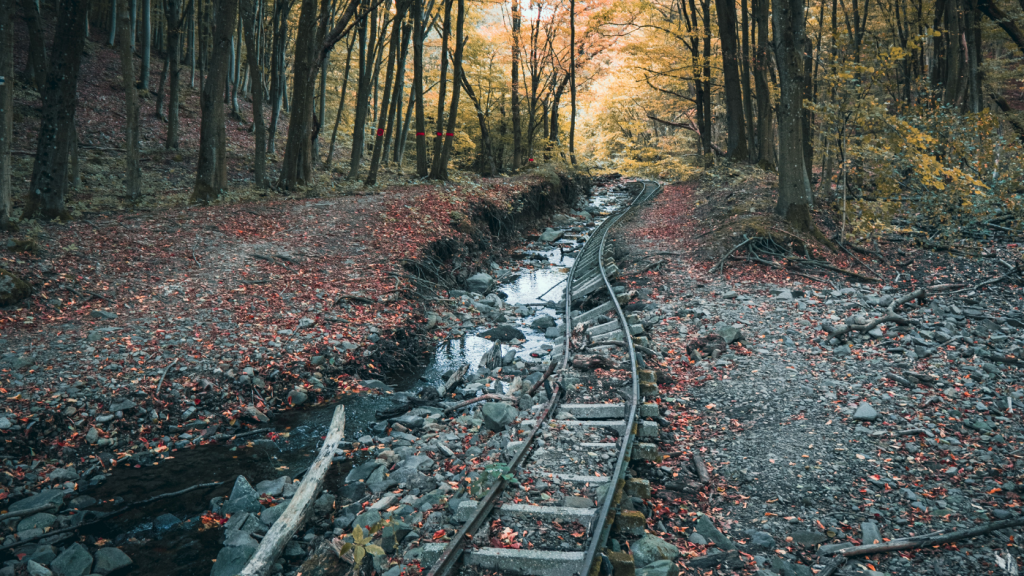 erdő ősz vasúti sín fák