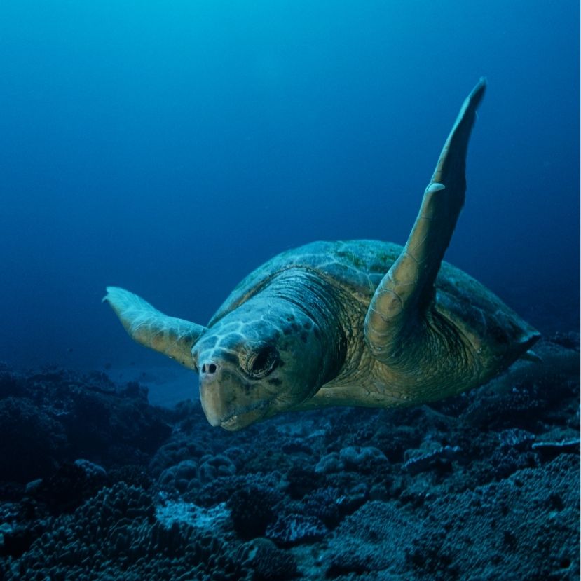 Ugrásszerűen megnőtt a fészekrakó tengeri teknősök száma a Zöld-foki-szigeteken