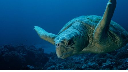 Ugrásszerűen megnőtt a fészekrakó tengeri teknősök száma a Zöld-foki-szigeteken