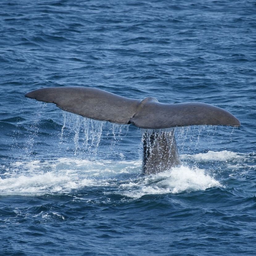 Óriási segítséget nyújthatnának a bálnák a klímaváltozás elleni harcban