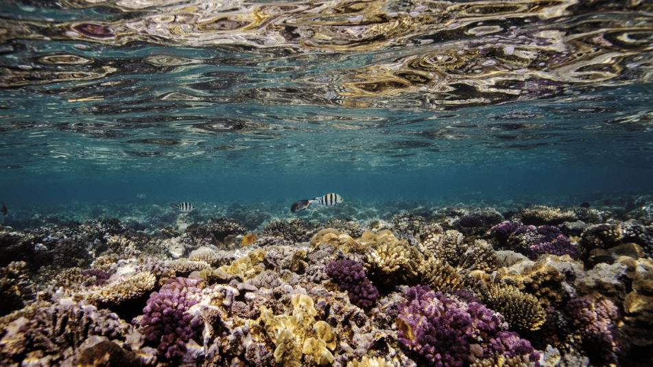 A klímaváltozás a világ korallzátonyainak 14%-át elpusztította, de felcsillant a remény