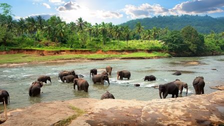 Egy thaiföldi nyaralás árnyoldalai: elefántparkok
