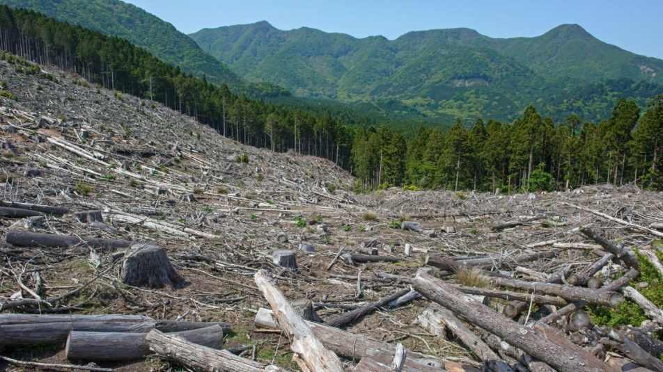 Folyik a pénz az erdőirtó globális vállalatokba