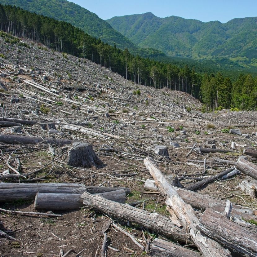 Folyik a pénz az erdőirtó globális vállalatokba
