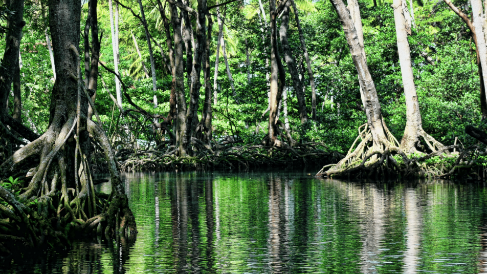 Titokzatos mangroveerdő tanít a múltbeli és jövőbeli tengerszint-emelkedésről