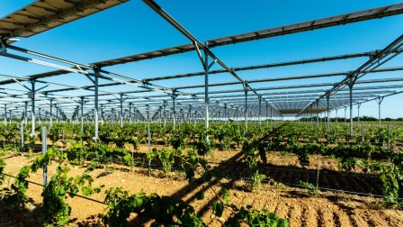 A francia borászok új fegyvere a klímaváltozás ellen: a napelem