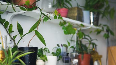 Hogyan óvd a szobanövényeidet: téliesítés, párásítás