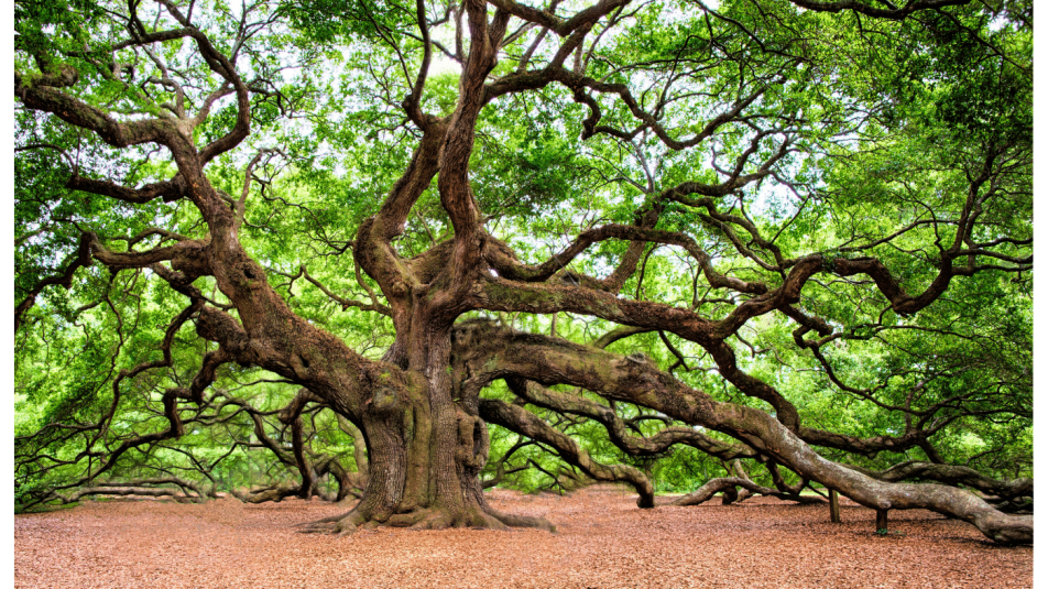 Az idősebb fák képesek megtanulni, hogyan növeljék a CO2-felvételüket