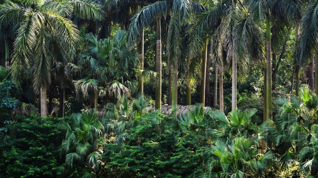 trópusi erdő
erdőtelepítés