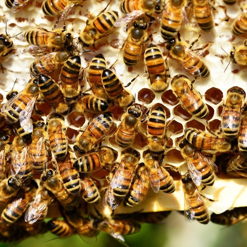 Több mint 22 ezer aláírás gyűlt össze a méhek és a mezőgazdasági termelők védelmében