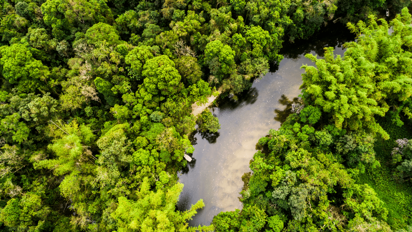 Hogyan mentsük meg végre az eltűnőben lévő Amazonast?