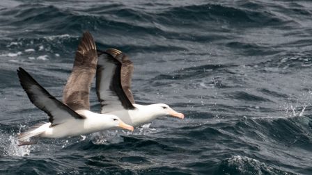 Megváltozik az albatroszok viselkedése az óceánok melegedése miatt