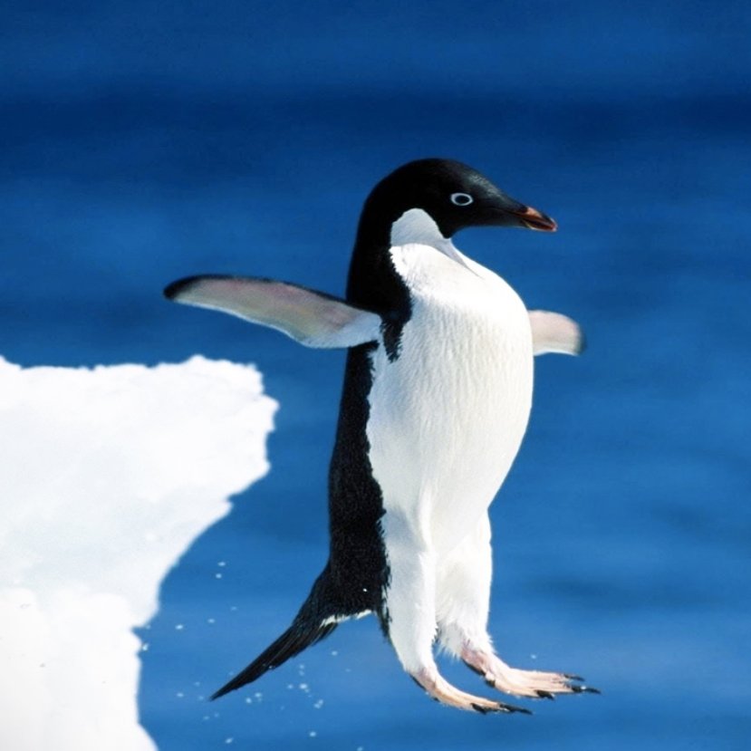 Messzire szakadt otthonától a kicsi pingvin