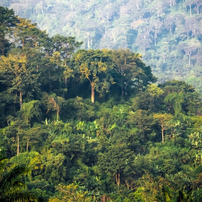 Összekapcsolódik a klímavédelem és a megélhetés a kongói esőerdőben