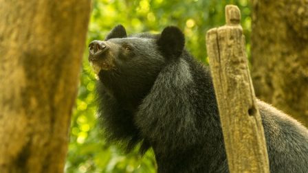 ázsiai fekete medve