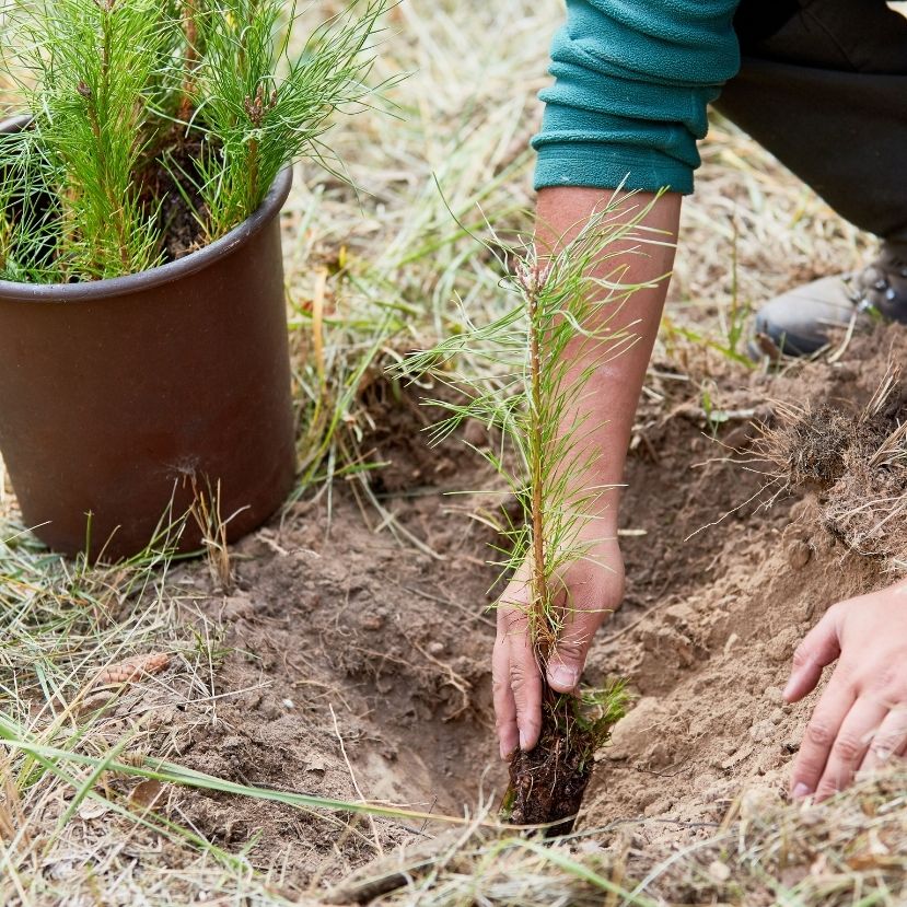 Ukrajna egymilliárd fát készül ültetni 2025-ig