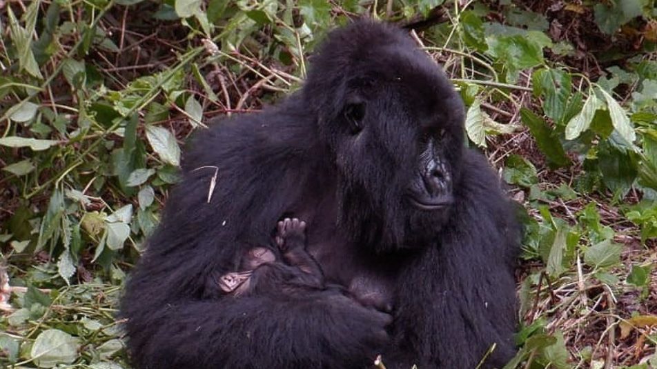 Babyboom a hegyigorillák menedékének számító Virunga Nemzeti Parkban