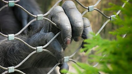 Hím gorillák leölésére készülnek több európai állatkertben