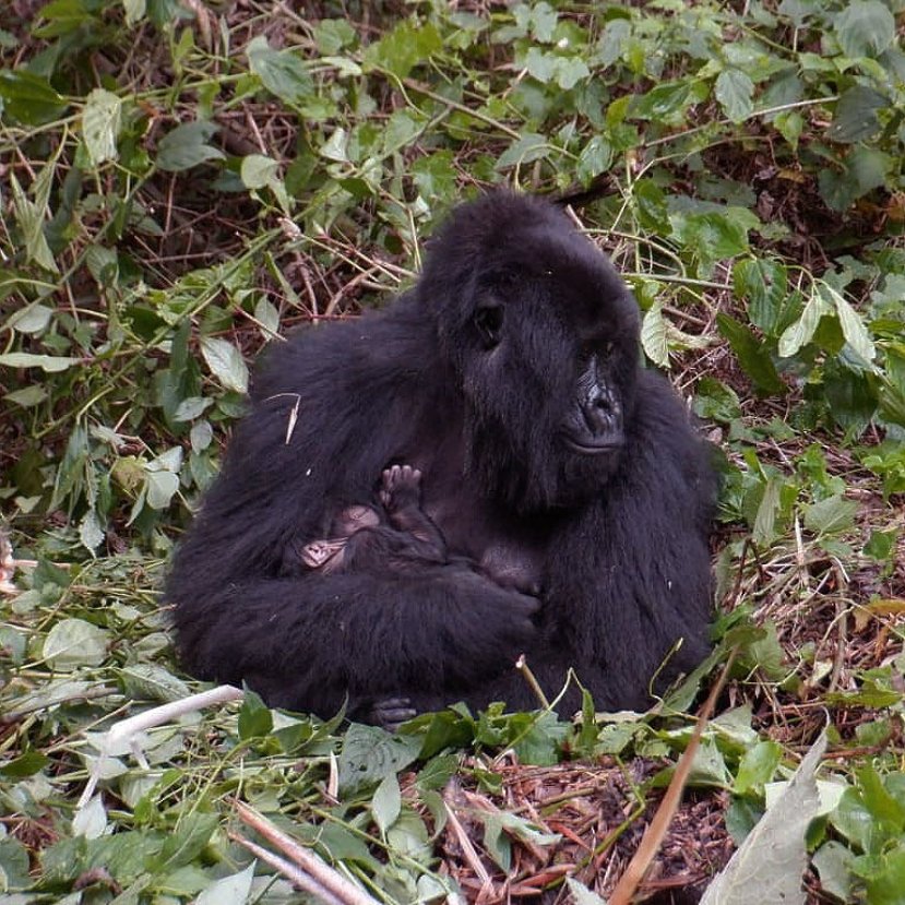 Babyboom a hegyigorillák menedékének számító Virunga Nemzeti Parkban