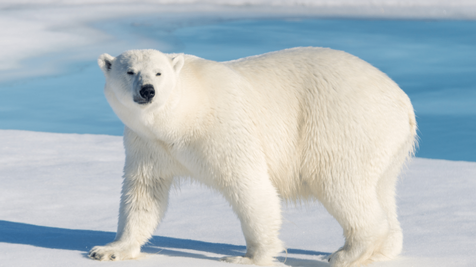 A jegesmedvék egyre több rénszarvasra vadásznak, ahogy a klímaválság súlyosbodik