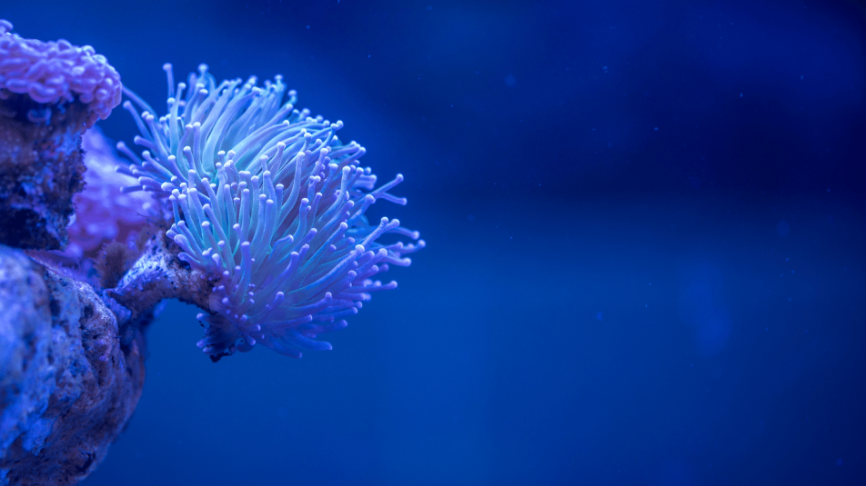 Tőzsdeelmélettel a korallzátonyok megmentéséért