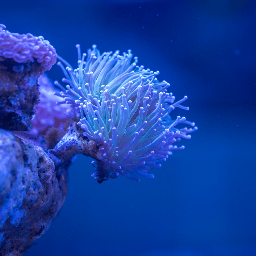 Tőzsdeelmélettel a korallzátonyok megmentéséért