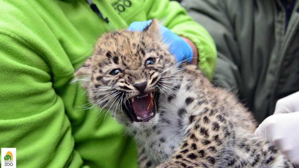 Mától láthatók az Állatkert 10 hetes perzsa leopárdkölykei