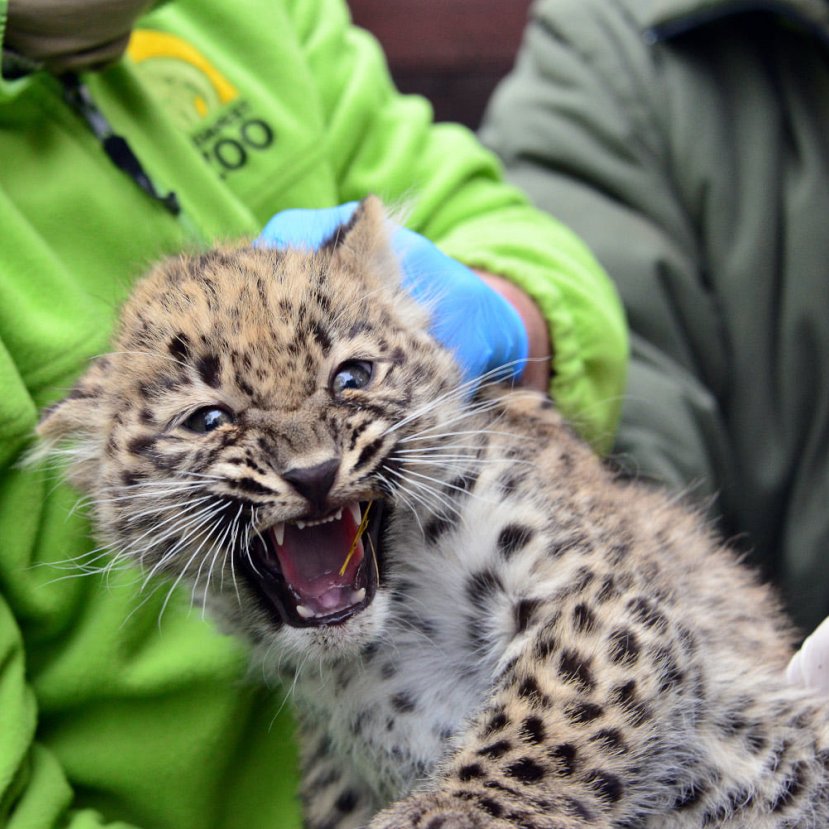 Mától láthatók az Állatkert 10 hetes perzsa leopárdkölykei