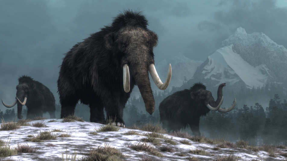 Az embernek jelentős szerepe volt a gyapjas mamutok kihalásában