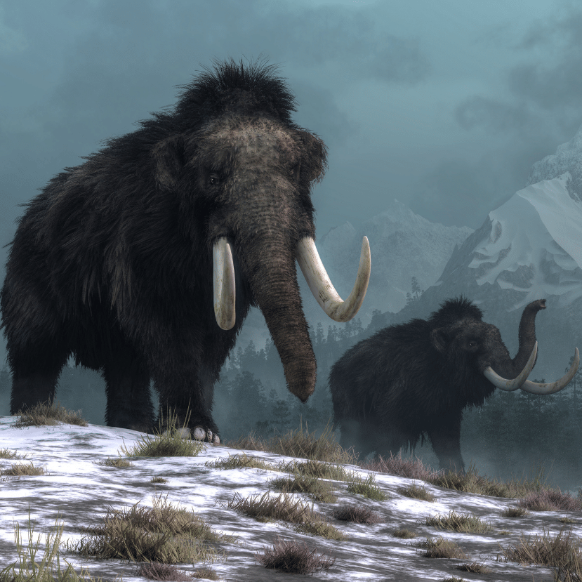 Az embernek jelentős szerepe volt a gyapjas mamutok kihalásában