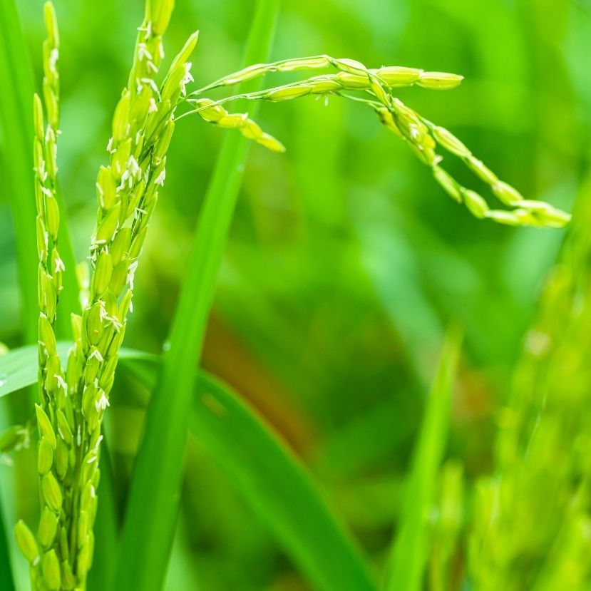 Vietnámban visszafoghatják a rizstermelést a metánkibocsátás visszaszorítása érdekében