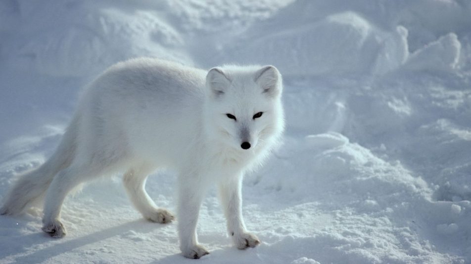 Az emelkedő sarkvidéki hőmérséklet miatt a vándorló állatoknak már nem éri meg elindulni