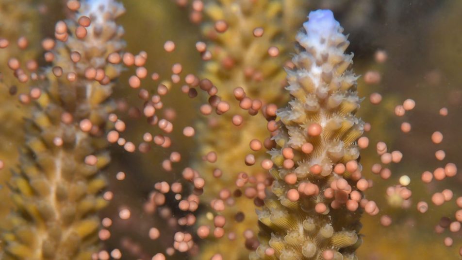 Erőteljes életjelet adott a Nagy-korallzátony